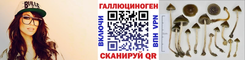 Купить где  Мариинск  Галлюциногенные грибы Psilocybine cubensis 